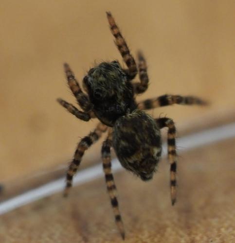 Pseudeuophrys erratica